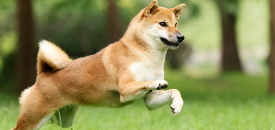 狗狗冠状病毒感染严重吗?如何预防肠道病毒性疾病? 狗狗冠状病毒感染严重吗?如何预防肠道病毒性疾病?