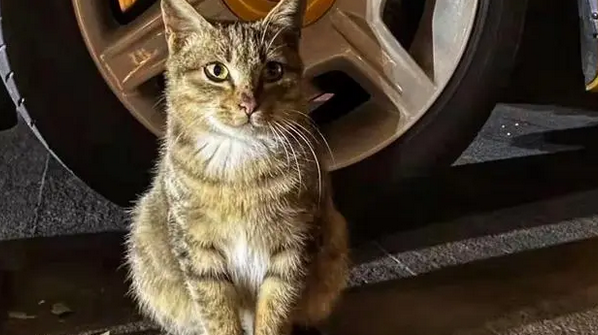 流浪猫把劳斯莱斯当磨牙棒，车主直接带回家
