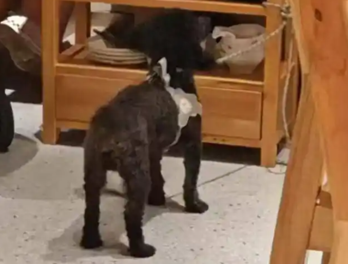 “携宠就餐”再惹争议！宠物犬舔食烤鸭店餐盘 门店致歉：全面消杀