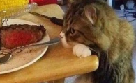 猫咪肥胖症有哪些隐患?如何科学减重?