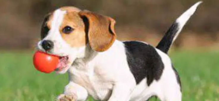 狗狗退行性关节病是什么?如何预防老年犬关节老化? 狗狗退行性关节病是什么?如何预防老年犬关节老化?
