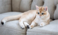 猫癣治愈后皮肤长期发白正常吗