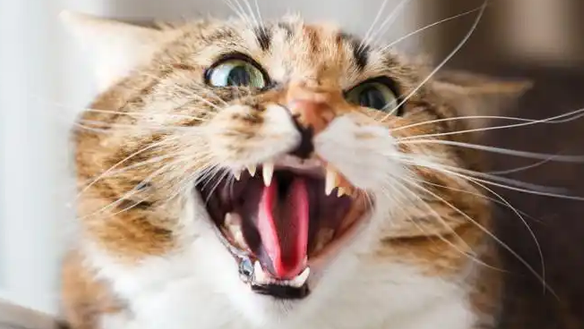 猫突然发狂怎么回事