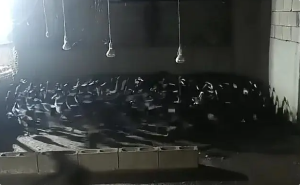 鸭子撞鬼了？湖南男子养的鸭群集体疯狂转圈