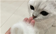 猫咪疯狂大面积掉毛怎么办？
