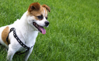 狗狗为什么喜欢蹭草地打滚?是皮肤不舒服吗?