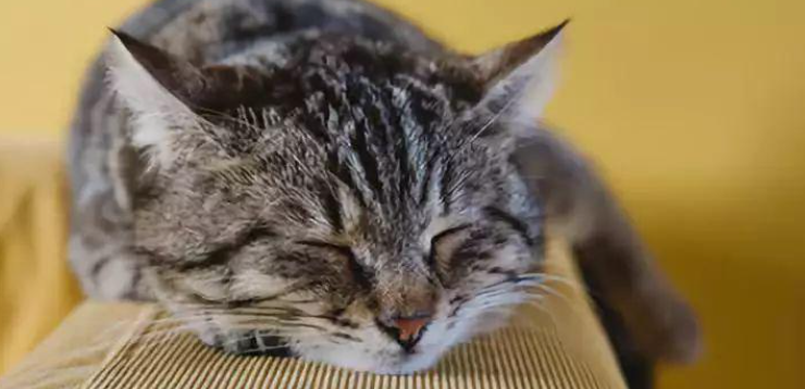 猫咪球虫感染有何隐蔽危害?如何彻底预防肠道寄生? 猫咪球虫感染有何隐蔽危害?如何彻底预防肠道寄生?