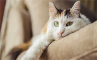 猫咪牙龈发白是贫血的表现吗