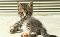 猫咪吸入性肺炎为何突发?如何提前规避肺部感染?