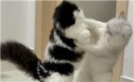 猫咪总爱抓人咬人手是什么原因