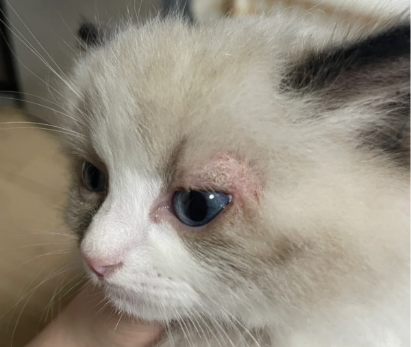 猫咪眼睛周围掉毛是怎么回事? 猫咪眼睛周围掉毛是怎么回事?
