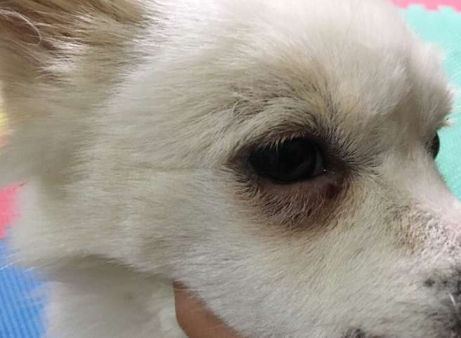 狗狗身上有好多结痂是怎么回事