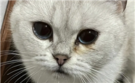 猫咪出现泪痕严重该如何处理