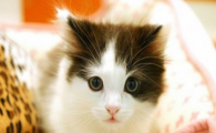 猫咪氟斑牙如何形成？怎样预防牙齿永久损伤？