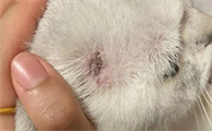 猫咪反复猫癣和体质有关吗