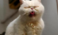 猫咪呕吐软便结膜炎怎么办?