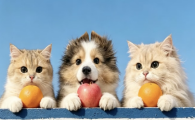 猫咪脂肪肝!肥胖猫咪日常饮食如何养护?