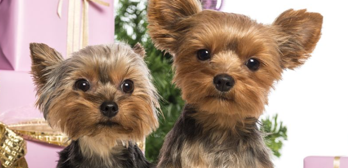 狗狗犬窝咳会自愈吗？传染性强不强？