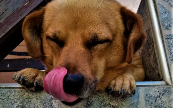 猫鼻支犬窝咳怎么根治?海益安正确用法与适用场景解析 猫鼻支犬窝咳怎么根治?海益安正确用法与适用场景解析
