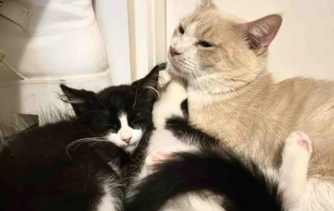 街头小猫紧靠大猫，好心人将其带回家，检查发现竟是只公猫