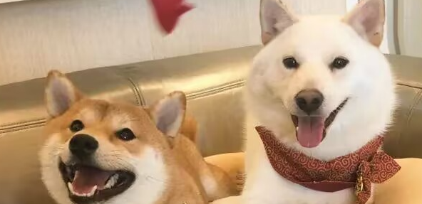 狗狗泪痕重的原因与改善技巧