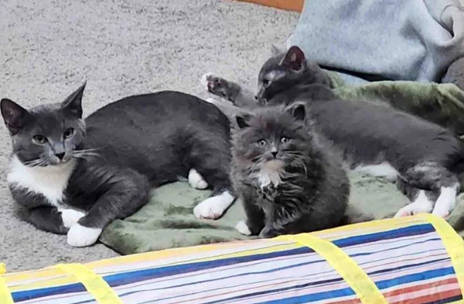 流浪猫查出罕见病,历尽艰辛保住性命 流浪猫查出罕见病,历尽艰辛保住性命