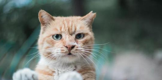 猫咪毛囊炎是什么原因？和黑下巴有区别吗？