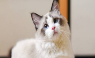 猫咪特发性膀胱炎为何反复？如何从根源预防复发？