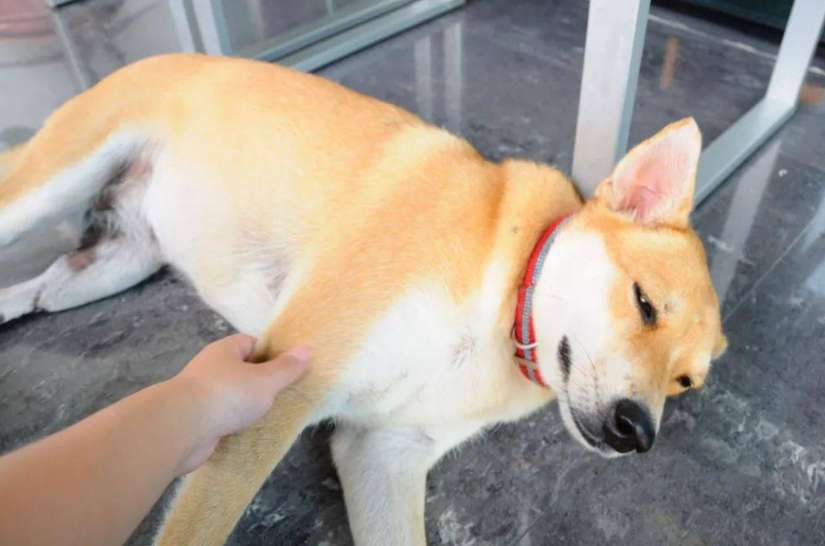 狗狗眼角长个红肉怎么回事