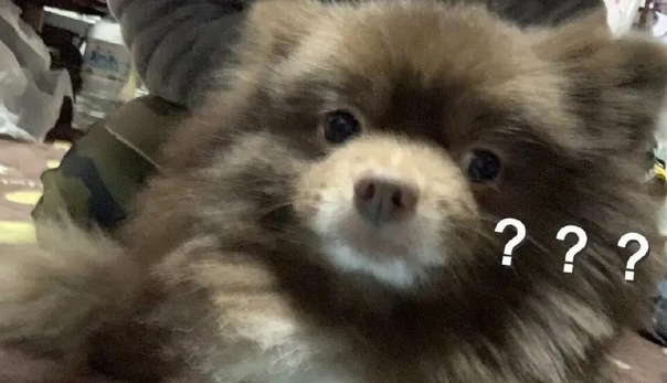 网友遛博美时总被人投诉养了头小熊，点进去一看，这还真不能怪人家
