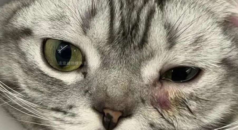 猫咪大小眼流眼泪是怎么了 猫咪大小眼流眼泪是怎么了