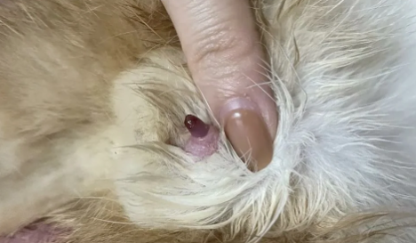 母猫尿道外侧流血怎么办？