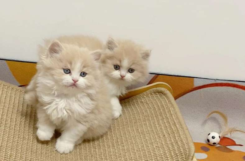 猫咪软便便后肛门有血怎么办