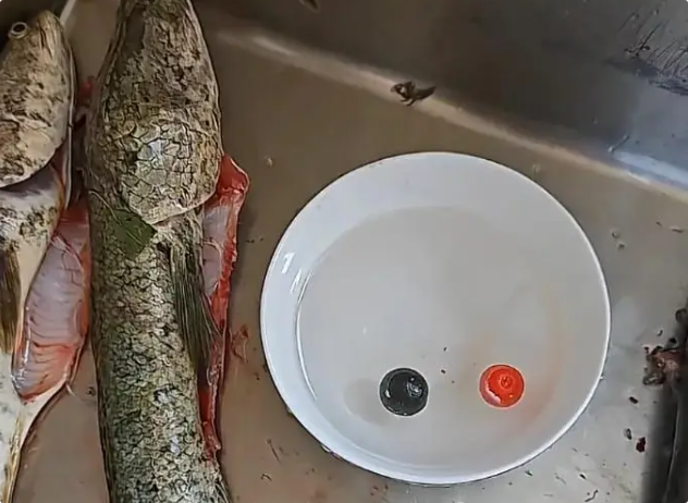 山东男子钓到2条黑鱼，竟杀出一黑一红两个圆球？