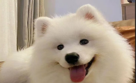 狗狗眼白发红?日常护理怎样做?