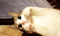 猫咪直肠脱是什么原因导致的？日常如何规避？