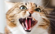 猫突然发狂怎么回事