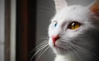 猫咪耳朵聋能通过训练改善吗？