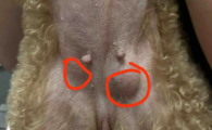 狗狗肝脏结节囊肿怎么办？