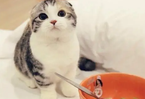 猫咪呕吐如何进行家庭护理？