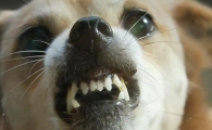 怎么判断小狗有没有狂犬病毒