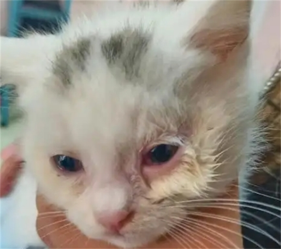 猫咪反复呕吐8个月怎么办