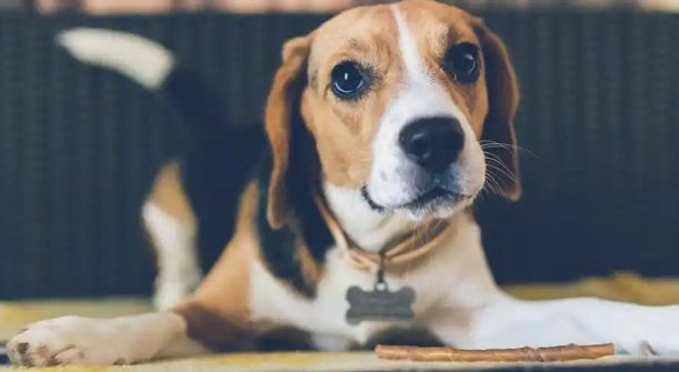 犬只耳廓反复结痂是什么罕见病症 犬只耳廓反复结痂是什么罕见病症