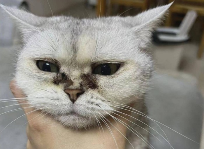 猫咪眼睛有黄色分泌物怎么办？