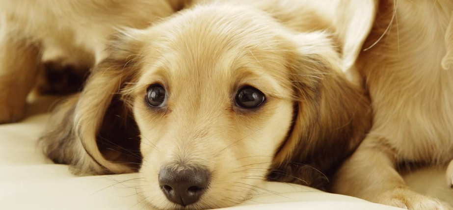 狗狗指甲过长易开裂？如何正确养护指甲状态？