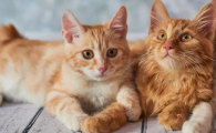 猫咪轻微软便反复无常？如何稳固肠道状态？
