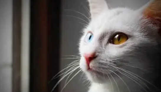 猫咪耳朵聋能通过训练改善吗？