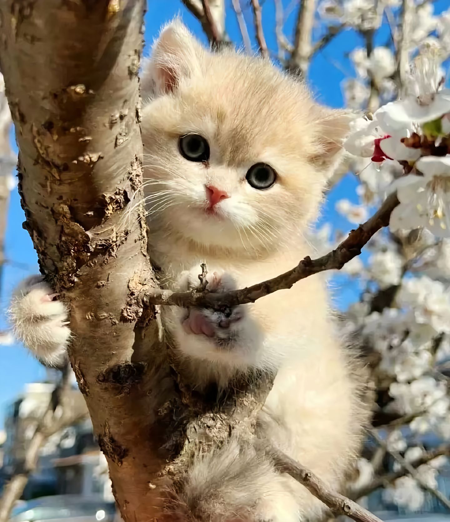 猫流泪怎么做应急? 猫流泪怎么做应急?