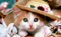 猫咪贫血严重吗?分为哪几种类型如何调理?