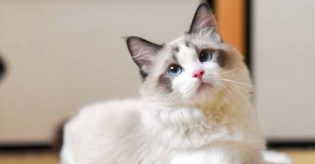猫咪为什么害怕高处不敢跳跃?如何改善恐高胆小问题? 猫咪为什么害怕高处不敢跳跃?如何改善恐高胆小问题?